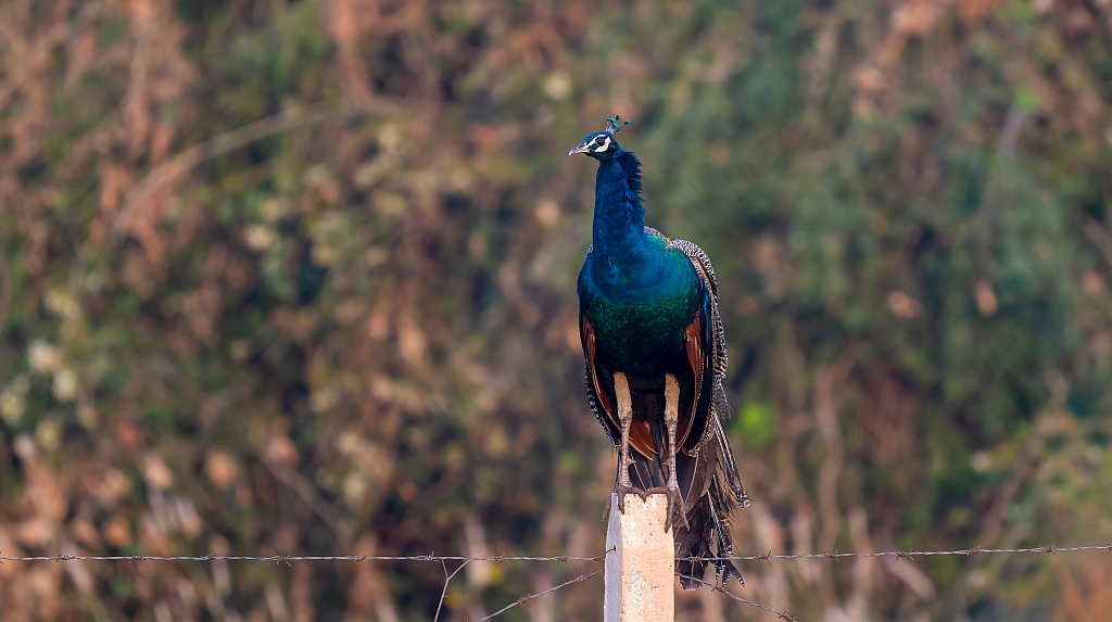 Indian Peafowl